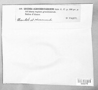 Porpidia albocaerulescens image